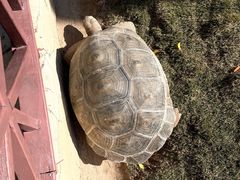 -灵玲国际马戏城