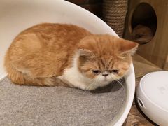 -more than meow吴止猫主题餐厅(承德 中船汇店)