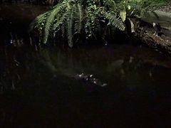 -夜间野生动物园