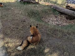 -武汉动物园