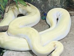 -上海大自然野生昆虫馆(东方明珠·爬宠昆虫探索中心)