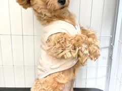 -宠物星动物医院·眼科·异宠·猫科(江南大道总院)