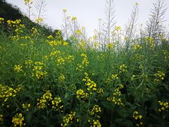 -桑洲油菜花景区