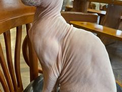 -蓝鲸·缅因猫舍