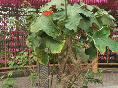 -广州神农草堂中医药博物馆