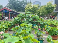 -莲花池公园