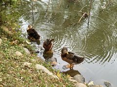 -惠州西湖风景名胜区-丰渚园