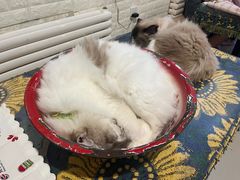 -平行世界·猫咖(首经贸店)