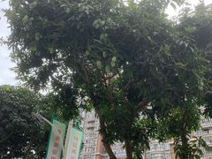 -一杯潮茶·专注潮汕茶饮(朝阳庄店)