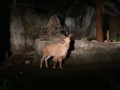 -清迈夜间动物园