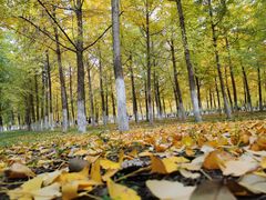 -渭河城市绿地运动公园