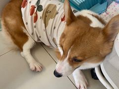 -怪兽屋·羊驼·猫咖·狗咖(俊华广场店)