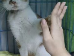 -瑞派动物医院·猫专科·至诚(江南中分院)