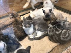 -more than meow吴止猫主题餐厅(承德 中船汇店)