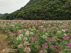 -广州市石门国家森林公园