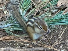 -五营红松林海景区