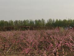 -汉长安城未央宫国家考古遗址公园