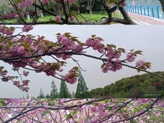 -高东镇樱花园