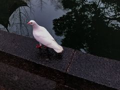 -西园寺