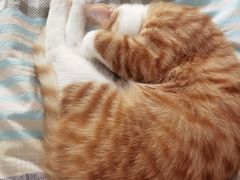 -A猫a狗全科·犬猫异宠·芥西宠物医院(南开总院)