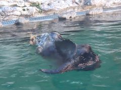 -西雅图水族馆