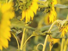 -光明小镇欢乐田园