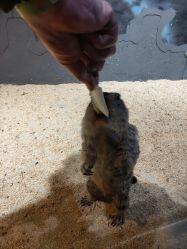 -酷嗒动物文化乐园(cutezoo西溪乐天城店)