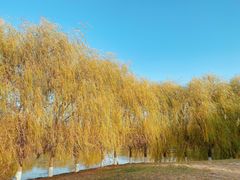 -东坝千亩湖公园