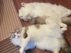-MOCHA明星猫咖(田子坊店)