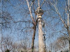 -中央广播电视塔