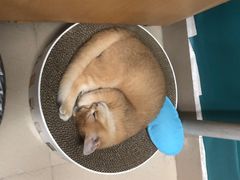 -lincat·猫舍(广州店)