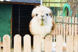 -萌宠亲子动物乐园(槐房万达店)