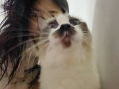 -瑞派紫金宠物医院24小时·骨科·中兽医·重症转诊中心(番禺大石院)
