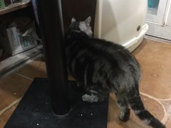 -李小姐の猫咖啡馆(五角场店)