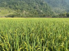 -靖西鹅泉风景区