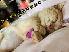 -瑞鹏宠物医院·微创内窥镜·骨外科·牙科(翠竹分院)