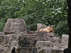 -上海野生动物园