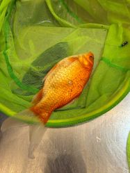 -巡鱼道·室内垂钓·渔具店