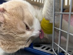 -纳吉亚猫专科动物诊疗中心(蒋宅口分院)