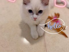 -lincat·猫舍(广州店)