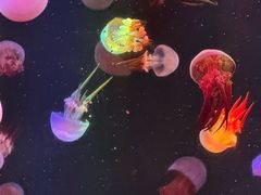 -海合安成都极地海洋公园