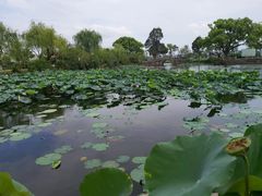 -无锡蠡湖国家湿地公园-蠡园