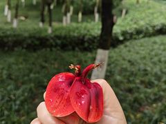 -龙头寺公园