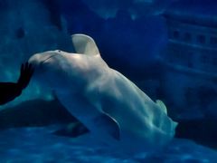 -重庆海昌加勒比海水世界