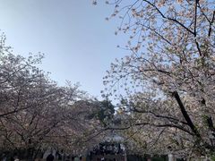 -苏州上方山国家森林公园