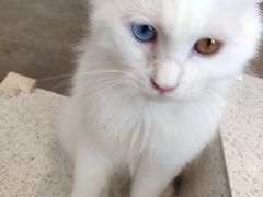 -飞行喵MR PILOT|猫舍·猫咖(静安大融城店)