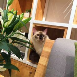 -隅日式美甲美睫專門店