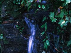 -天目山大树王景区