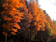 -南京市无想山景区