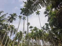 -中国科学院西双版纳热带植物园